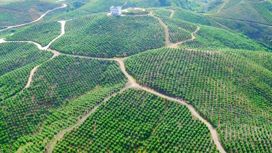 沃柑产业助力脱贫攻坚,助力果农销售沃柑3300斤