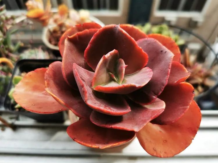 多肉砍头的怎么养,多肉怎么砍头才能爆发