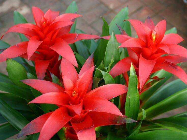 搬家买什么花草吉利,搬家入宅适合买什么花