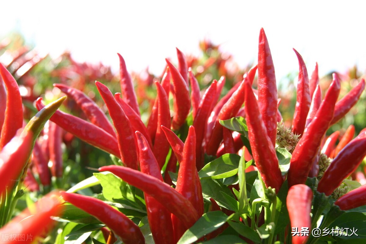 辣椒水做杀虫剂可以影响植物吗,辣椒土长虫了怎么自制杀虫剂