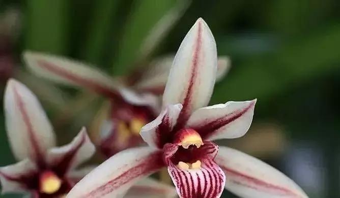 史上最全的兰花鉴赏,兰花品种之精品欣赏