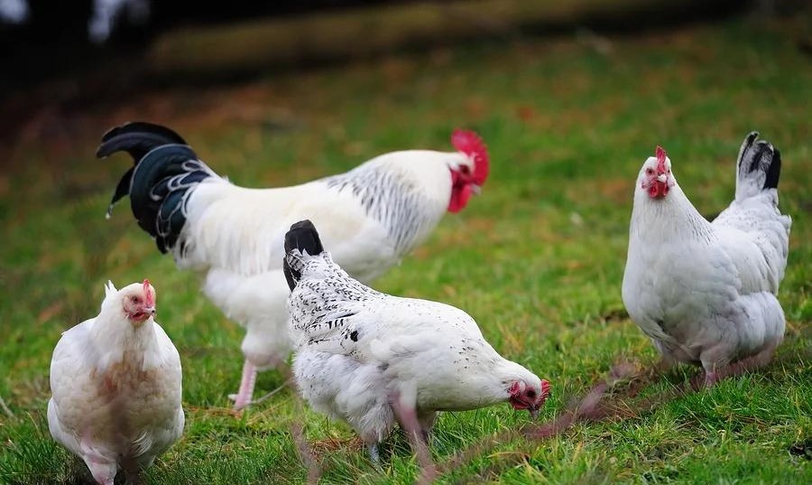 100万澳元墨尔本买农场能买多少亩,500万买新西兰农场