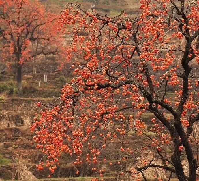 鍏虫敞璇诲啓闅滅,鍏虫敞璇诲啓鍥伴毦鍎跨
