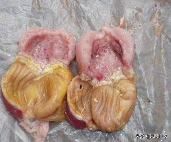 鸡子呼吸道感染是什么引起的,鸡曲霉菌病的症状及治疗