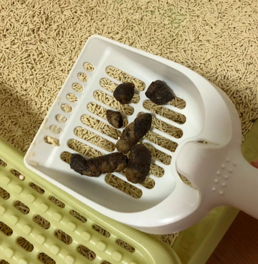 什么原因会导致猫咪便秘,猫咪便便软不成形分析