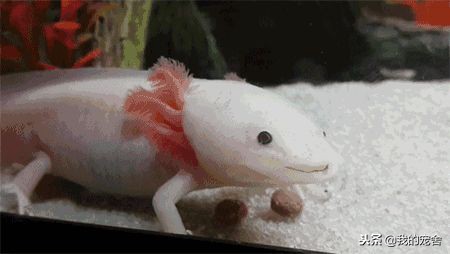 暴躁又可爱的六角恐龙,诡异的六角恐龙长什么样子