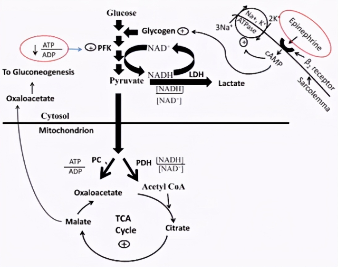 薛张纲教授,乳酸酸中毒临床指南