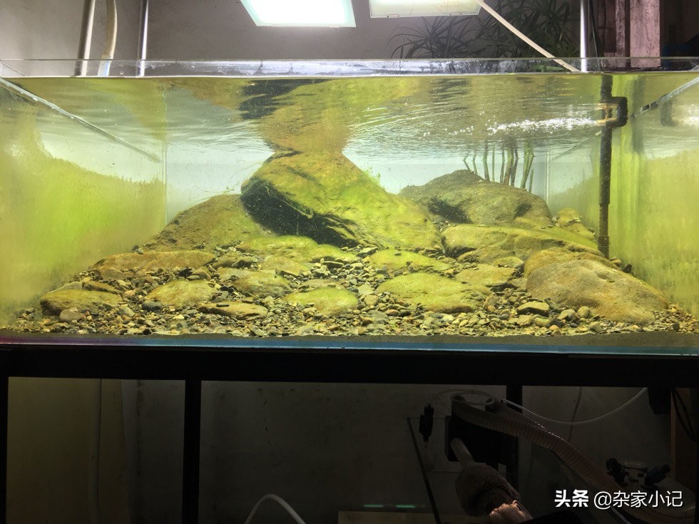 原生缸加热推荐,不用过滤器的原生缸