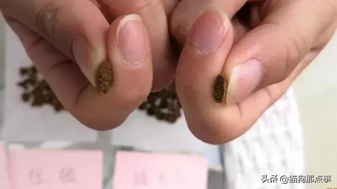 如何鉴别渴望六种鱼猫粮真假,宠率牌猫粮真实评价