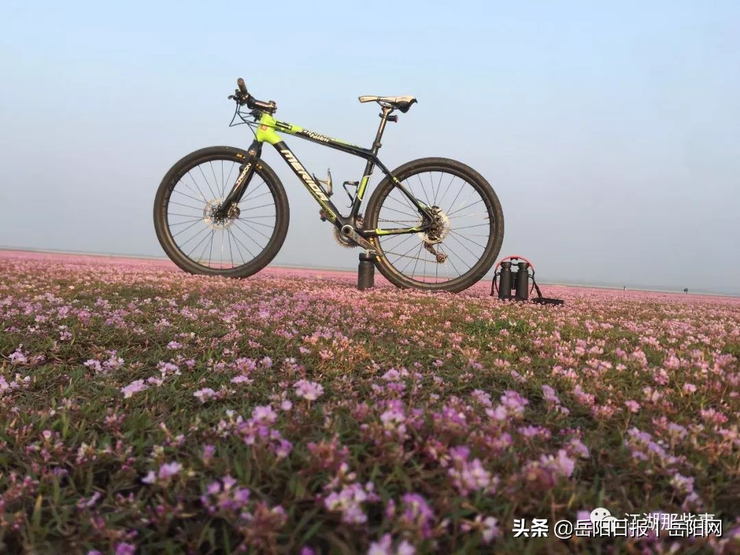 失踪8年的东洞庭湖湿地“秘境”——“紫海香堤”，回来了