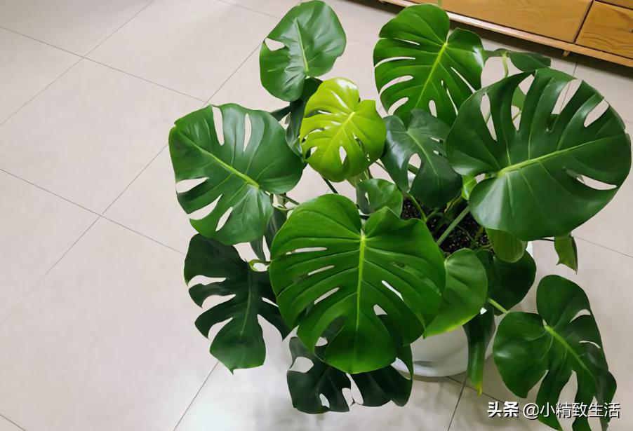 除甲醛绿植第一名又好养,除甲醛最有效果的绿植