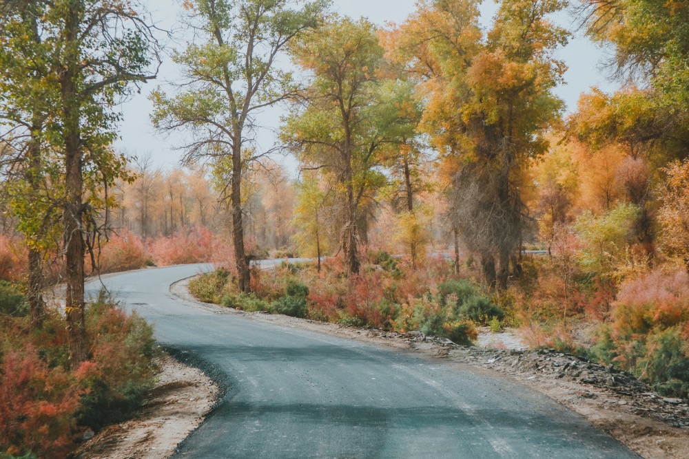 南疆沙雅胡杨林,沙雅县胡杨林最古老胡杨
