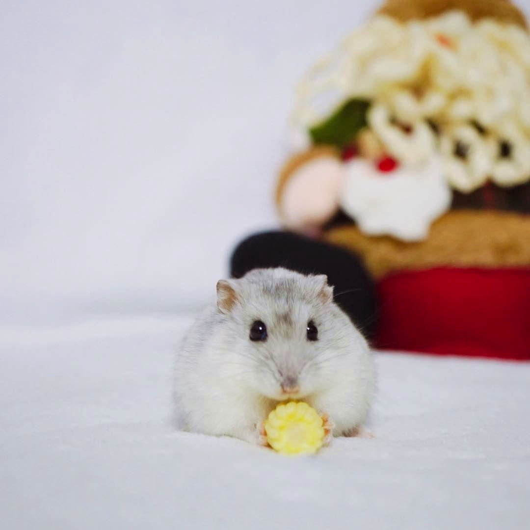 小仓鼠吃生日蛋糕,仓鼠过生日的蛋糕