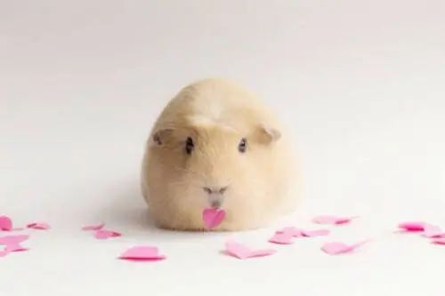 天竺鼠惊吓,天竺鼠害怕会死掉吗