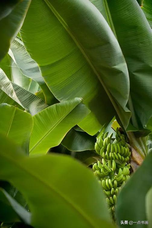 芭蕉叶画法教程,国画芭蕉画法视频
