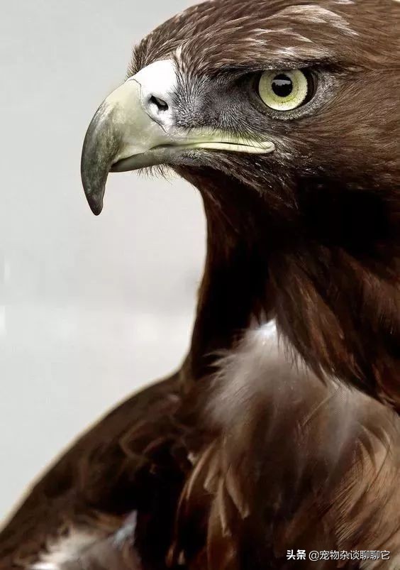“终极杀手”草原猎鹰,击杀只在一瞬间