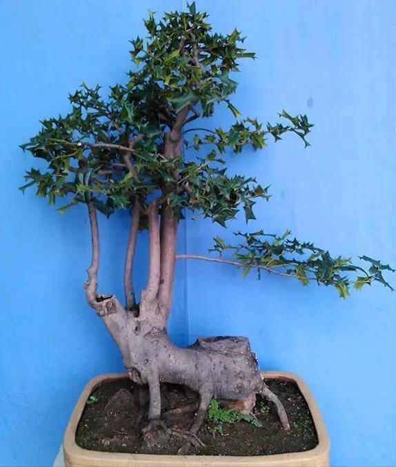 种植名贵树致富经全集,树木种植致富好机会