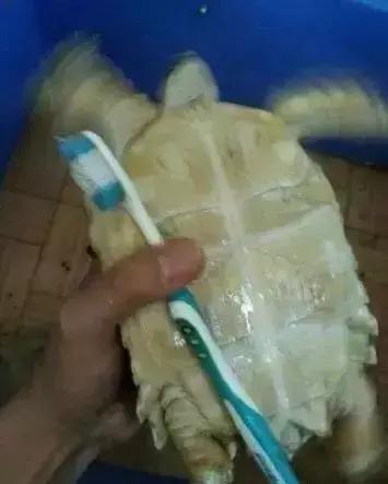 重口味慎入！美女玩起了大肉虫子，竟盘得又红又亮！