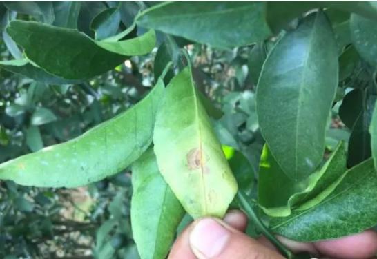 柑橘药害怎么补救最快最有效,柑橘药害的补救方法大全