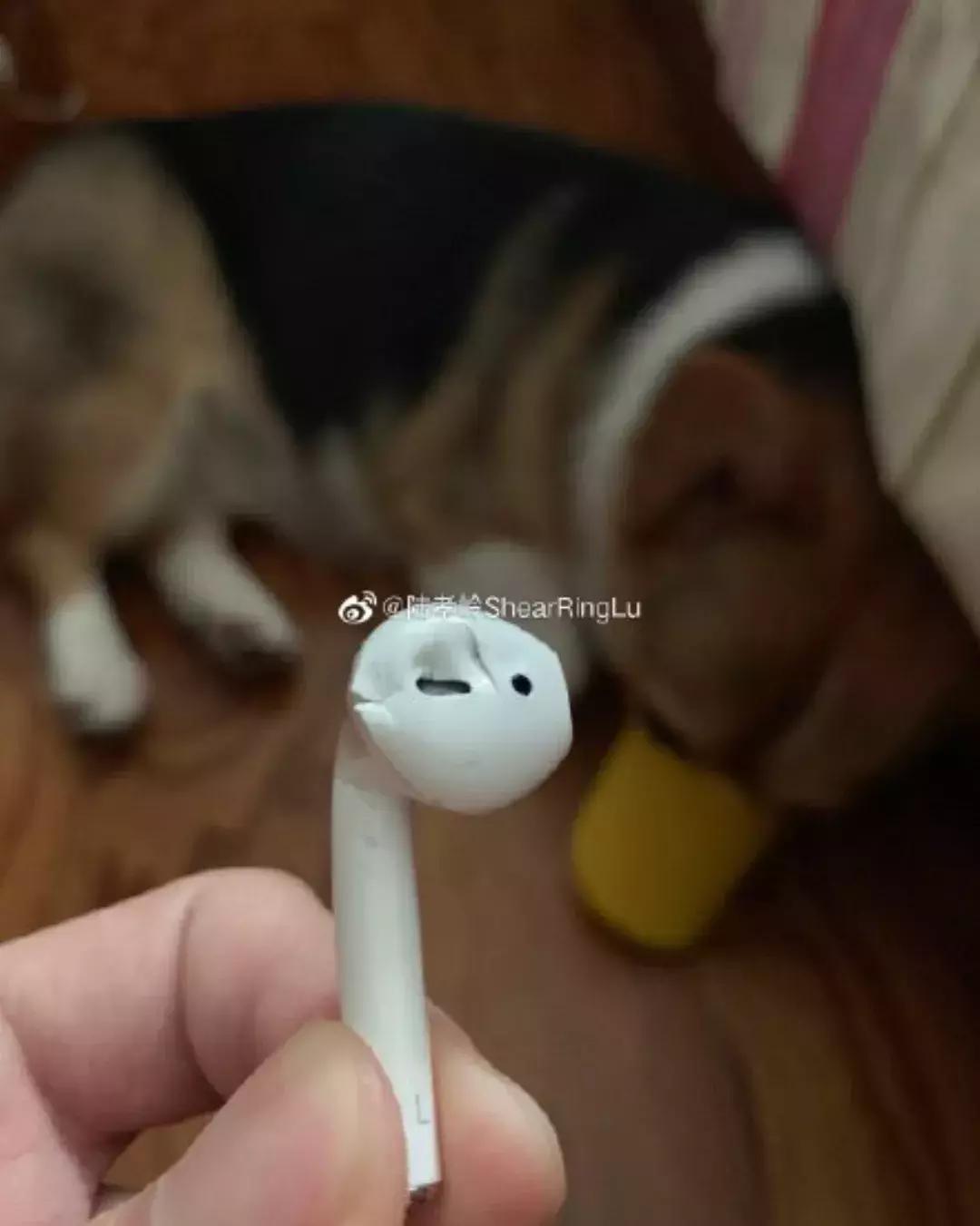 狗狗这么可爱，怎么舍得和它吵架呢？除非忍不住