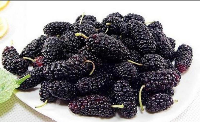 狗狗频繁尿血怎么回事,狗狗反复尿血吃什么药