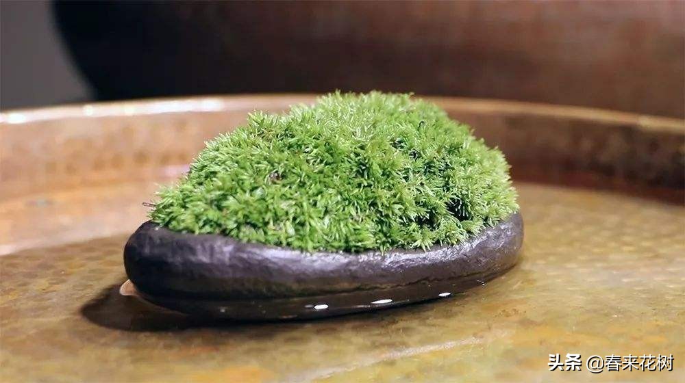 出差旅行又担心花草没浇水干死？学会三招，出去多久都不用担心