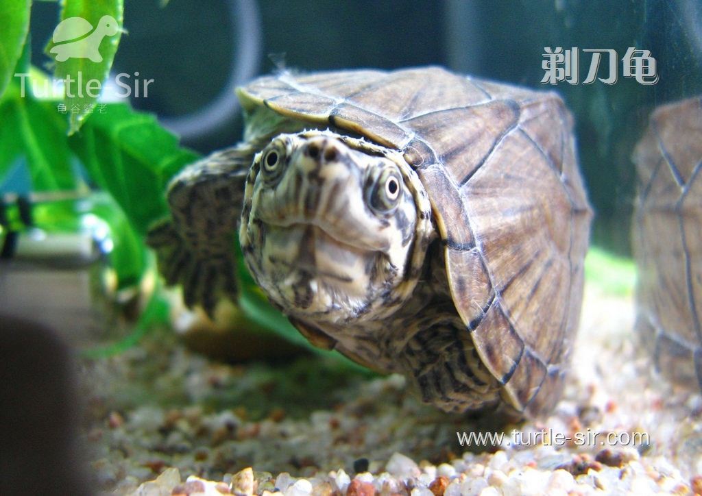 深水龟腐皮病怎么治疗,剃刀龟腐甲怎么治