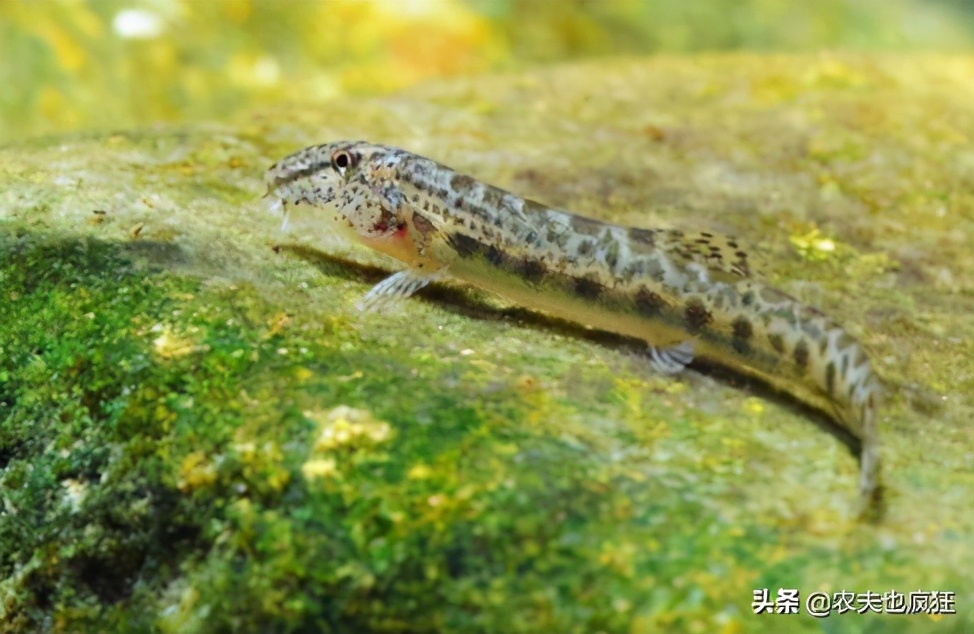 酷似泥鳅，俗称“花泥鳅”，至今不知道学名，你认识吗？