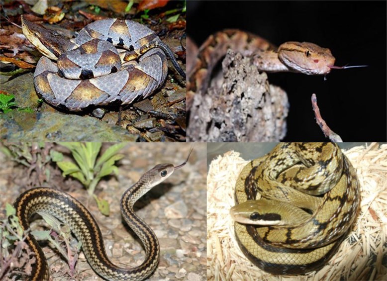 野外遇蛇怎么识别,在野外如何区分蛇有没有毒