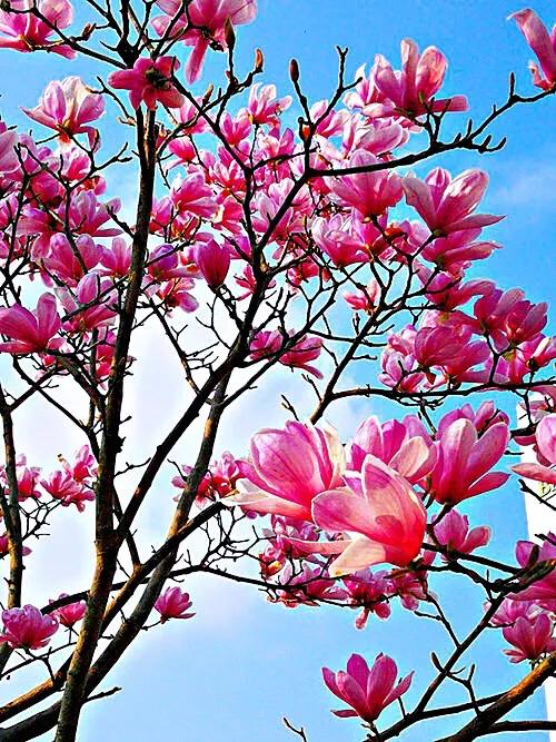 望春玉兰～早春先叶开放，花色素雅，美丽壮观