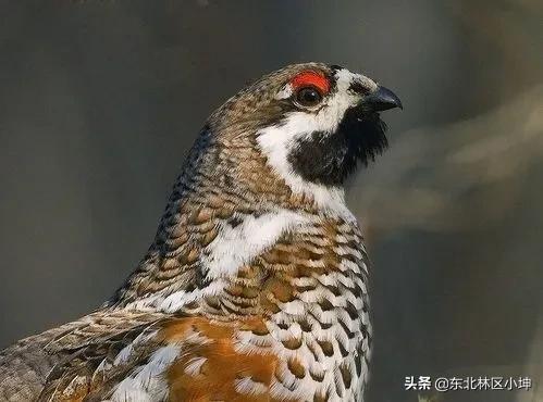 飞龙——东北林区山林鸳鸯