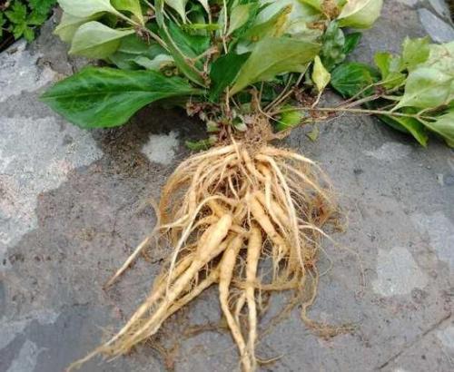 种植前景好的十大药材,想发财养什么植物