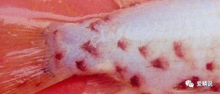 锚头蚤怎么彻底根除,锚头蚤怎么防治