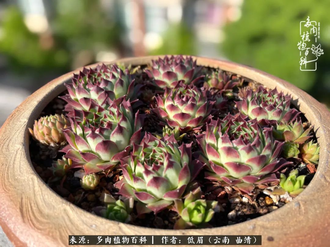 多肉植物百科如何投稿,感谢多肉植物百科的陪伴