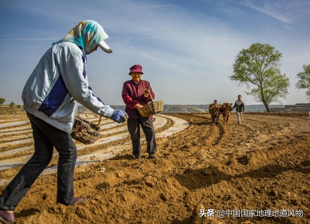 甘肃人的土豆,甘肃人的寿命长吗