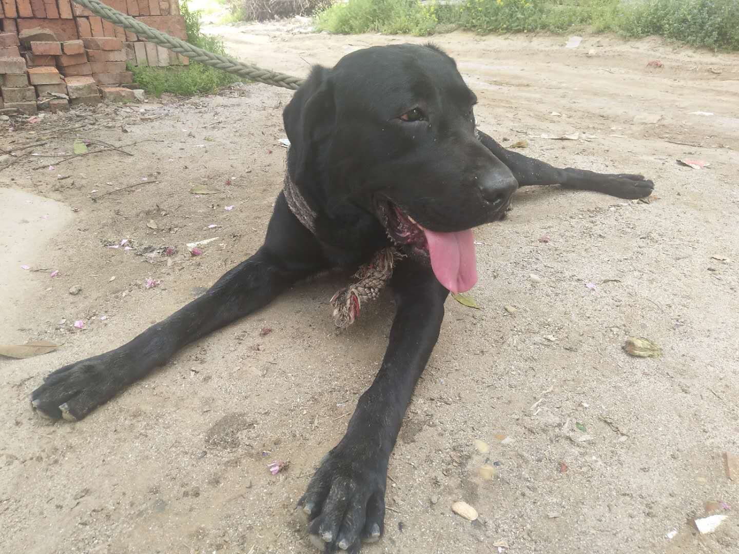 精心照料8天终于捡回狗命,40天狗细小救活几率