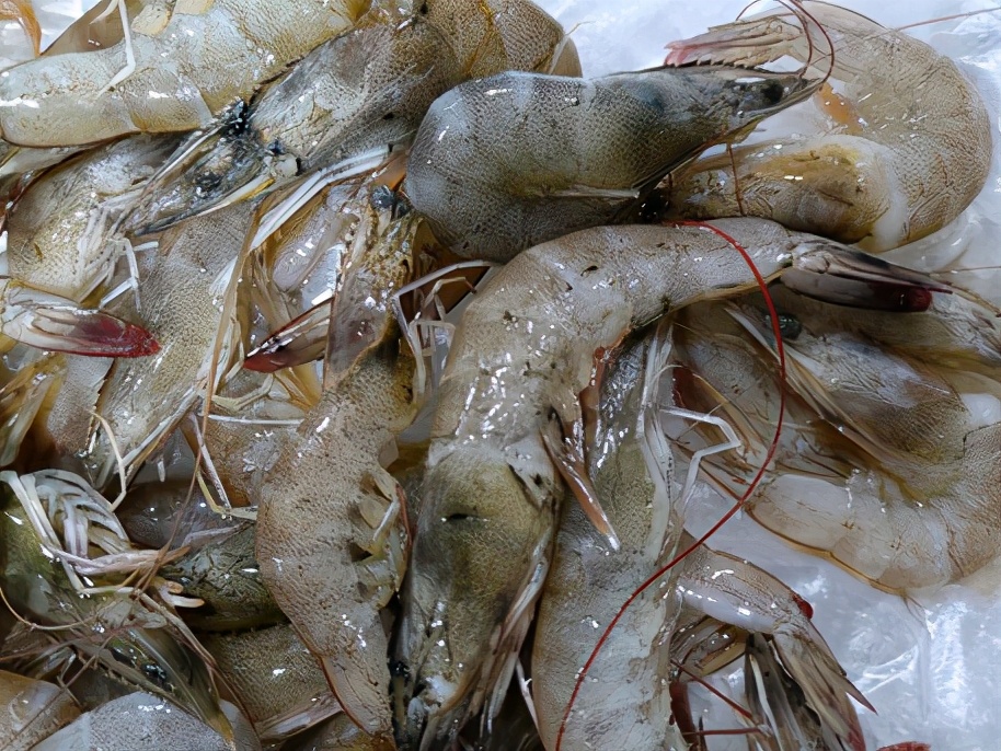 冷鲜虾如何挑选,怎样选冰鲜虾