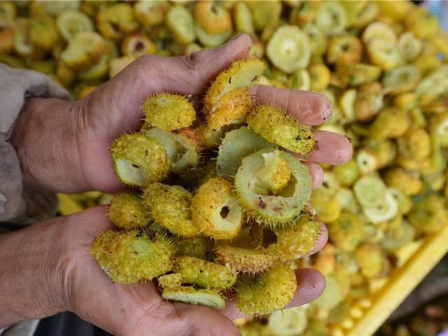 采摘时间长种植项目,采摘两年的果树