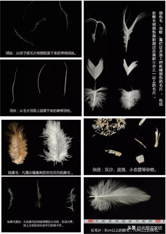 番鸭为什么这么厉害,番鸭绒是什么绒