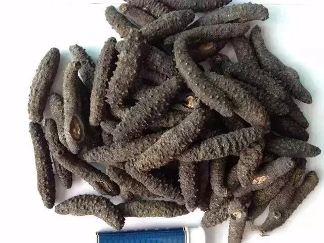 海参物种科普,海参100种图片