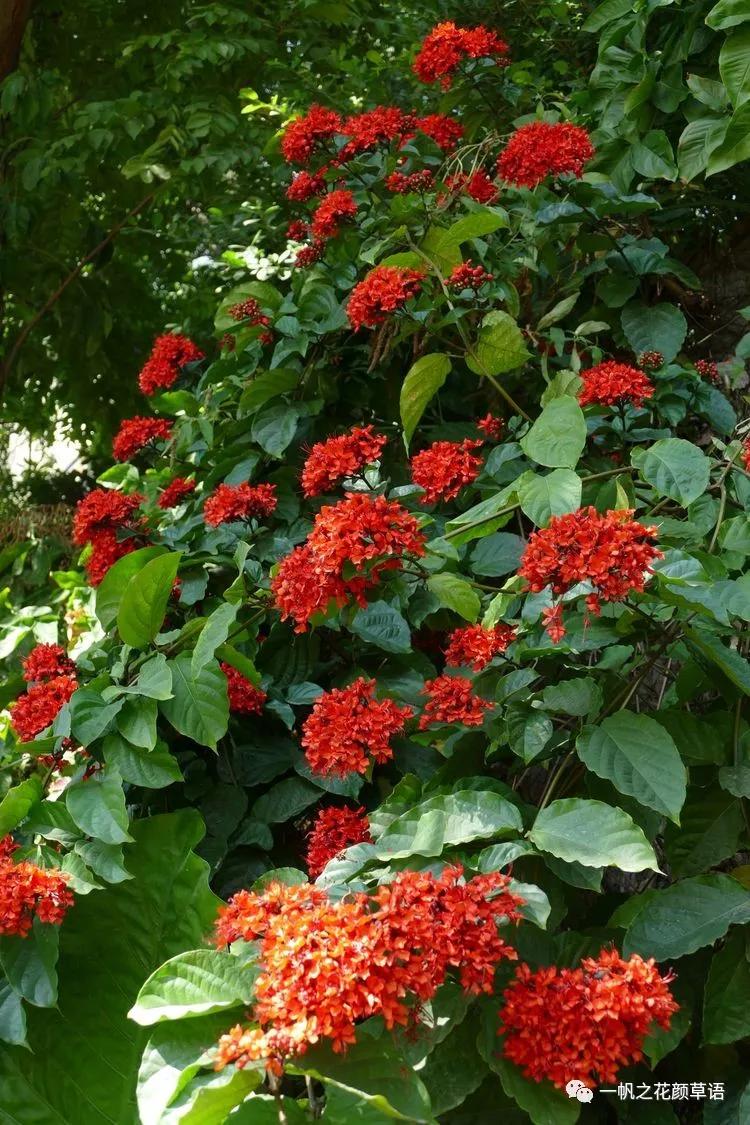 美丽赪桐(Clerodendrumspeciosissimum)