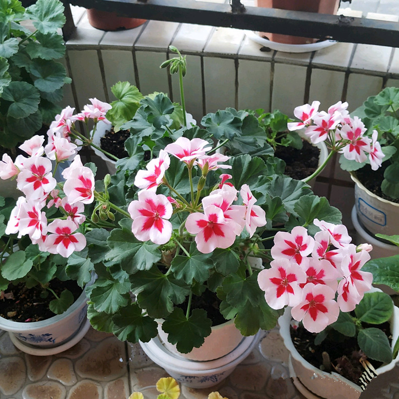 天竺葵怎么养才一年四季开爆花,天竺葵怎么养能开花不断