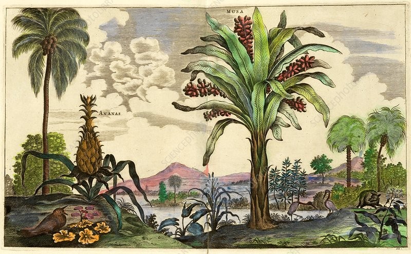 哥伦布发现菠萝,哥伦布航海的影响