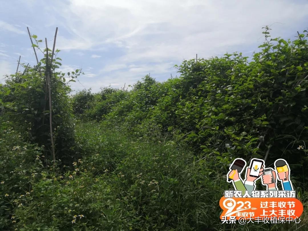 种植黄金果的高产技术,自家种植的黄金果