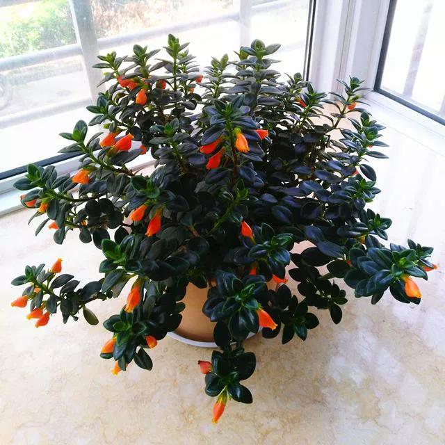 小金鱼花怎么养花开不败,小金鱼花好养吗图片