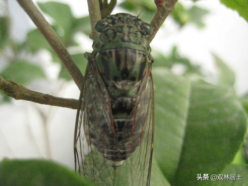 每日一诗词完整版,每日一诗古诗词