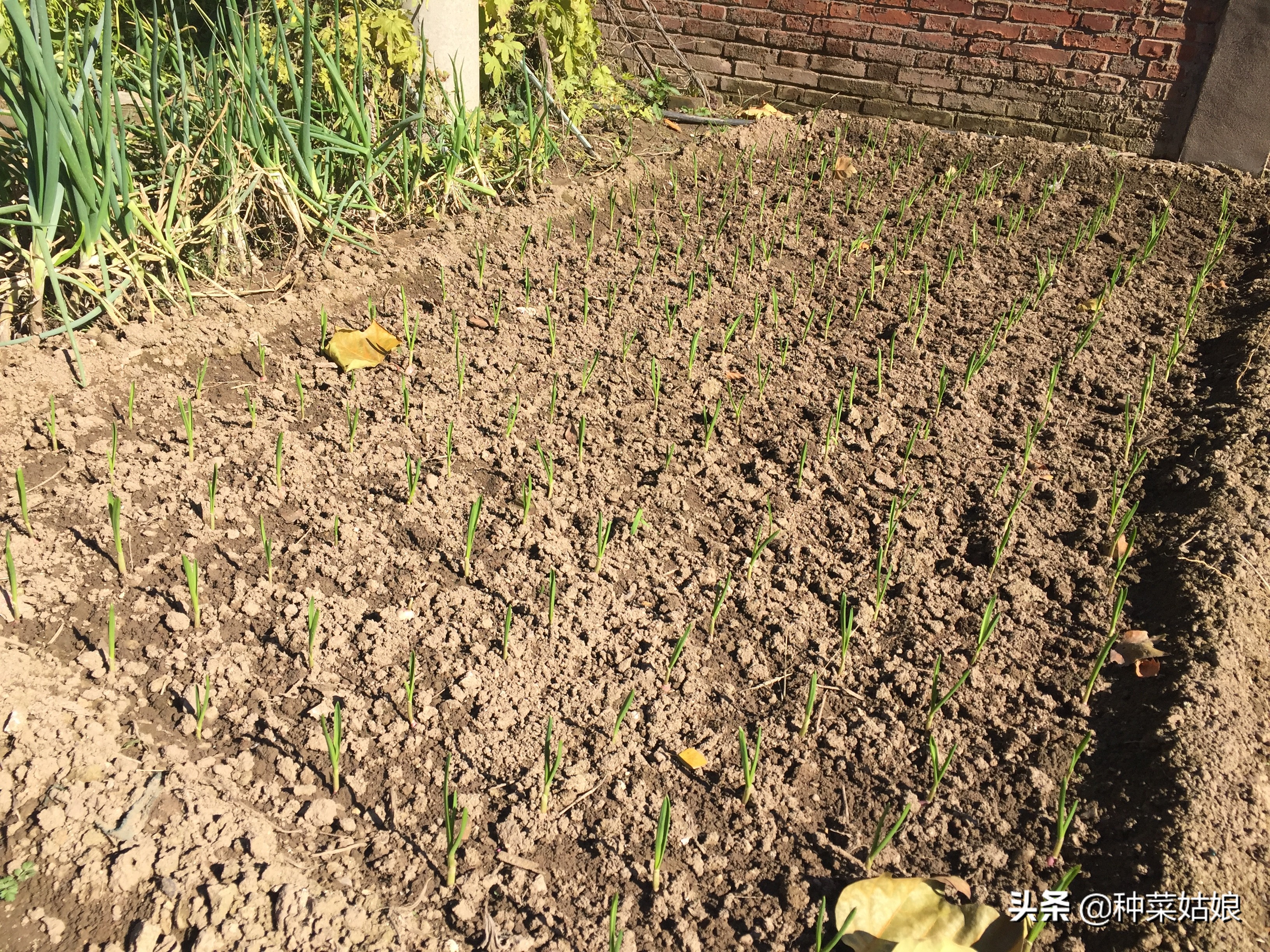 种蒜只长叶不结蒜,种蒜不出九这个九指的是什么