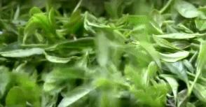 江西武陵红茶,江西最好的红茶