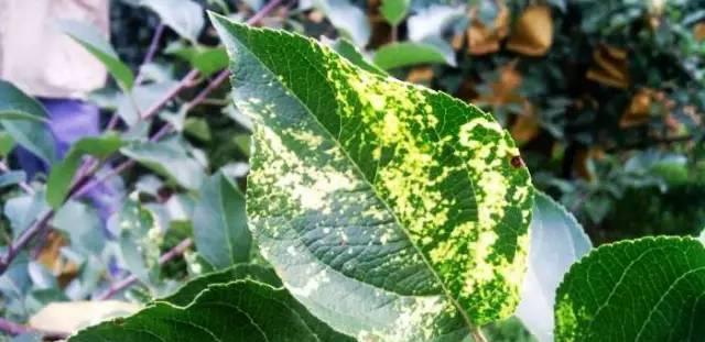 苹果树叶上的黄斑点是什么病害,苹果叶有斑点怎么回事