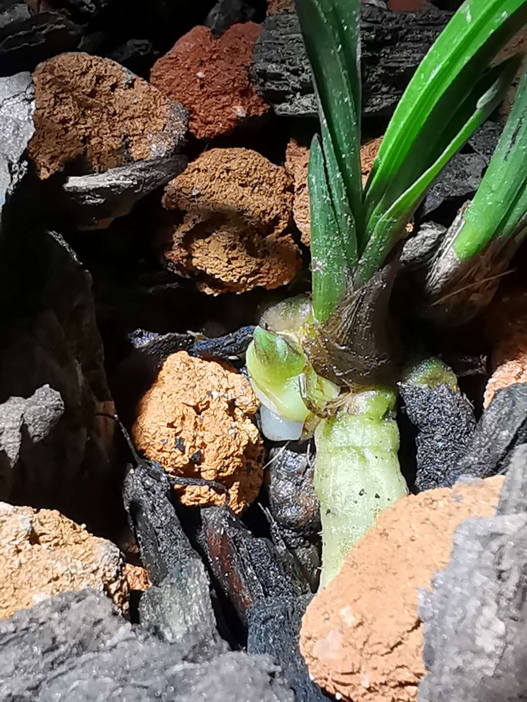 641:如出一辙的源头造假草与骗人手法